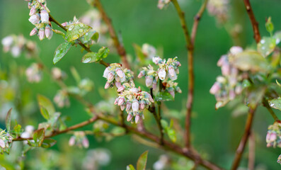 I fiori dei mirtilli a primavera