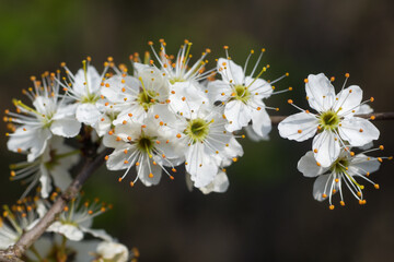 Prunus spinosa, blackthorn, sloe white flowers closeup selective focus