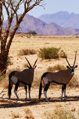 Namibia, Oryx