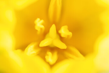 Fototapeta premium Blurred background with yellow tulips. Extreme macro close-up flower photography. Shallow DoF