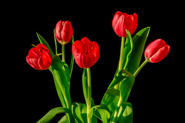 Five red tulips bouquet isolated on black.