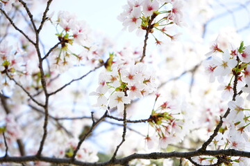 Sakura, cherry blossom, closeup view over blurred blue sky background in Nara Prefecture,  Japan - 日本 奈良 桜の花 アップ