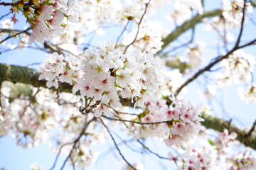 Sakura, cherry blossom, closeup view over blurred blue sky background in Nara Prefecture,  Japan - 日本 奈良 桜の花 アップ
