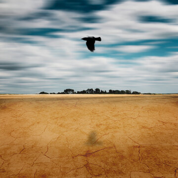 Bird flying over land against sky