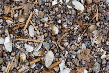 Background texture sea theme stones, pebbles, seashells