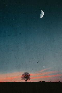Half moon glowing over silhouette of single tree at early dawn