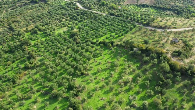 Un champ d'oliviers dans la campagne grecque vers Patras, dans le Péloponnèse, en Grèce, en été.