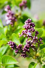 Purple lilac bush sort Syringa Oleaceae Evert de Gier