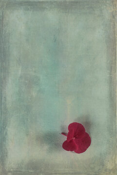 Single head of red blooming hydrangea flower
