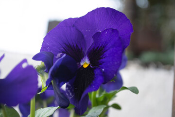 blue iris flower