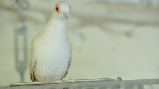 pajaros en jaula 2