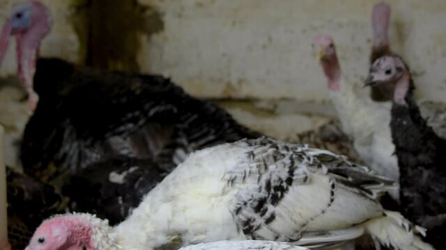 pavos 5