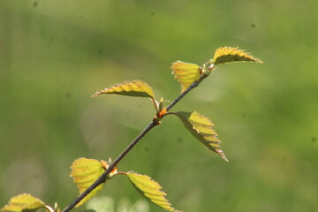 gałązka brzozy z młodymi listkami w wiosennym słońcu