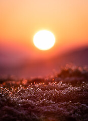 Macro Photography of Dew droplets at Sunrise