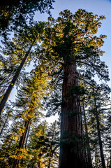  Yosemite-  National Park
