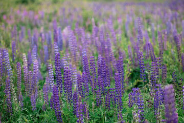 lupine field with pink purple and blue flowers
