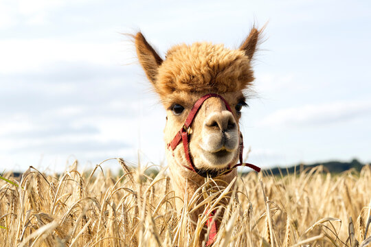 Portrait of alpaca standing in barley field