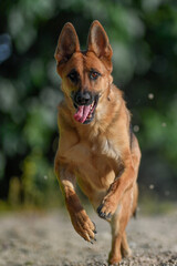 German shepherd runs on rubble for training ball 