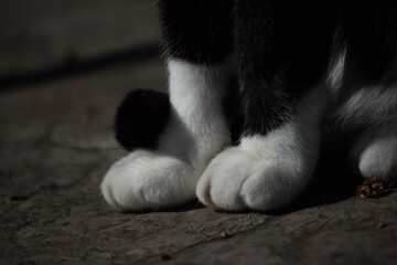 black and white dog