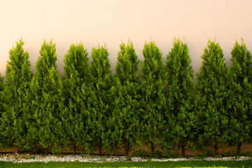 Japanese thuja trees in a park against a beige wall