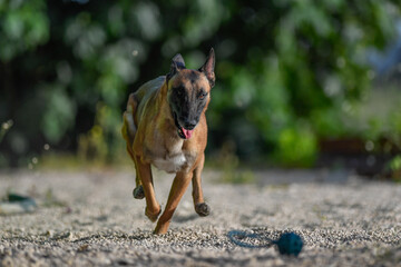 Malinois runs on rubble for training ball 