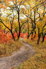 Path in the autumn forest, yellow fallen leaves, natural nature, beautiful autumn background.