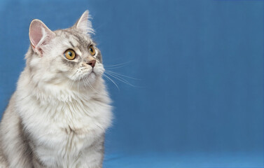 A very beautiful grey Scottish kitten with brown eyes. He is sitting on a blue background and watching someone. He's funny. Wallpaper, postcard. horizontally. Soft focus. Copy space.