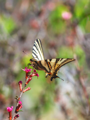 Scarce Swallowtail butterfly sitting on wild spring pink flowers.