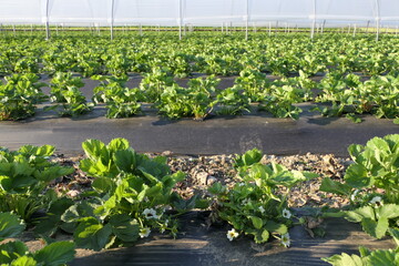 Large strawberry field in spring with plants in flowering stage