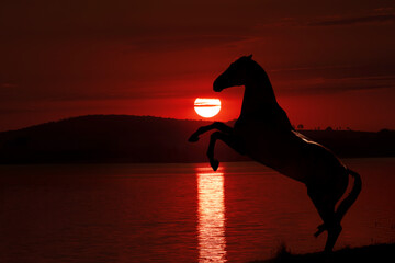 horse in the background of the setting sun