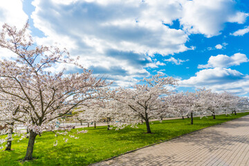 Sakura Cherry blossoming alley and beautiful blue sky with clouds. Wonderful scenic park with rows of blooming cherry sakura trees and green lawn in spring.