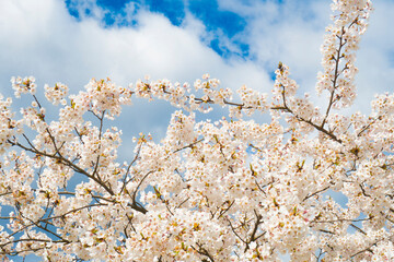 Sakura Cherry blossoming alley and beautiful blue sky with clouds. Wonderful scenic park with rows...