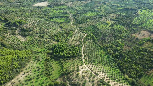 Une route traverse la campagne grecque et les champs d'oliviers vers Patras, dans le P&eacute;loponn&egrave;se, en Gr&egrave;ce, en &eacute;t&eacute;.