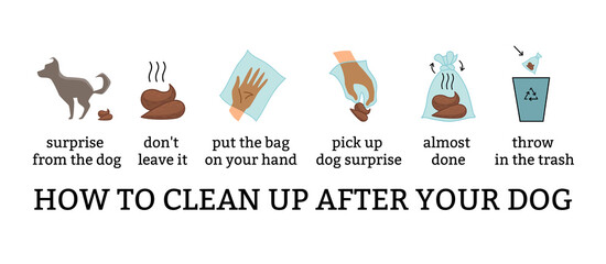 Dog poo clean up steps infographic set.  poster about hygiene animal, toilet cleaning information after your dog step by step. Picking waste in canine bag and throw in the trash