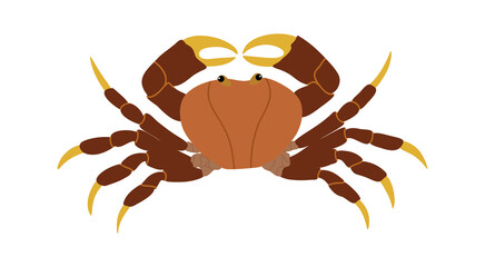 Colorful crab. Sea animal. Vector illustration.
