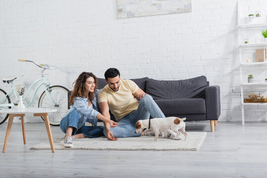 cheerful interracial couple sitting near jack russell terrier in modern living room.