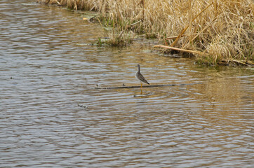 A Sandpiper on a Floating Piece of Wood