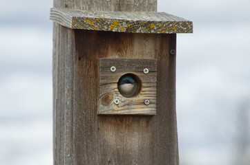 Tree Swallow in a Birdhouse