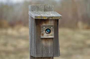 Tree Swallow in a Birdhouse