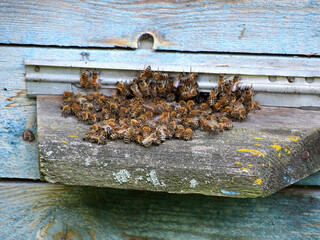 bees in the beehive