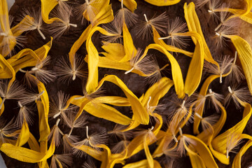 pequeños pétalos, anteras de gerbera sobre textura cafe