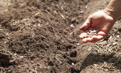 Female hand planting seeds beans in soil.