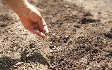 Female hand planting seeds beans in soil.