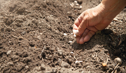 Female hand planting seeds beans in soil.