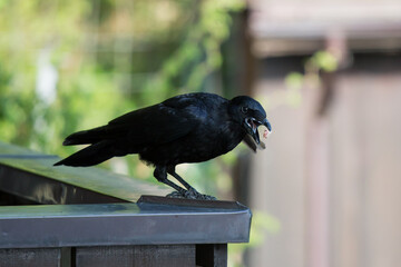 Crow gets a piece of bacon on the terrace