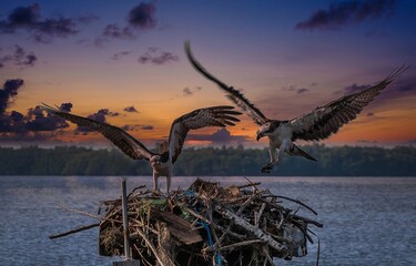 Osprey tending their nest
