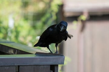 Crow is waiting for food in the on the terrace