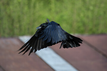 Crow flying to the terrace to get a piece of bacon
