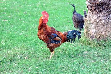 handsome rooster