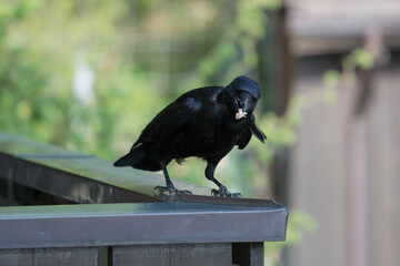 Crow gets a piece of bacon on the terrace